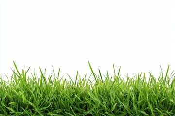 Obraz premium Lush Green Grass Blades Against a White Background