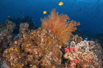 Real coral reef sea fan underwater photography marine biology ecosytem with colorful sea fish swim around in deep dive blue water landscape background in concept of global environment impact