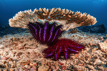 Big vivid crown of thorns starfish with coral reef underwater photography marine biology ecosytem in deep dive blue sea water landscape background in scuba diving activity