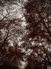 Autumn trees and sunset in the forest