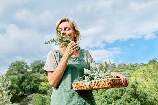 Woman sniffing fresh rosemary in garden