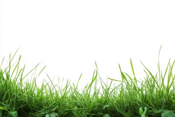 Obraz premium Lush Green Grass Blades Against a White Background