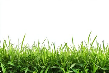 Fototapeta premium Lush Green Grass Blades Against a White Background