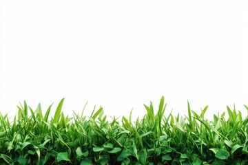 Obraz premium Lush Green Grass Blades and Leaves Against a White Background