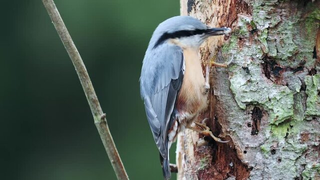Kleiber&nbsp;(Sitta europaea)       
