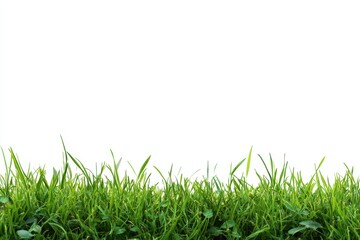 Fototapeta premium Lush Green Grass Border Against a White Background