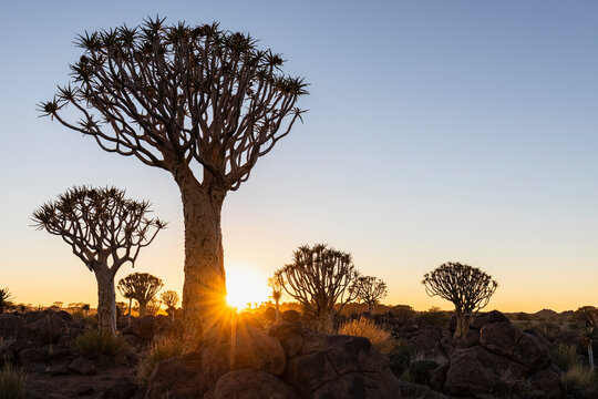 Africa, Namibia, Keetmanshoop, Quiver Tree Forest at sunrise