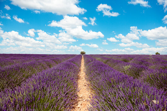 France, Provence, Valensole plateau, Infinite purple fields of blooming lavender in summer