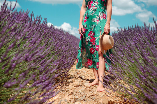 France, Provence, Valensole plateau, Barefoot woman walking among lavender fields in the summer