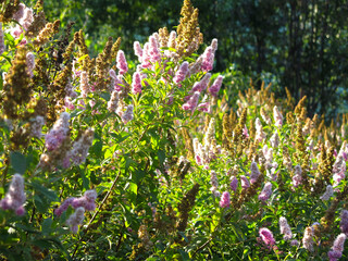 Obraz premium willow-leaved spirea (Spiraea salicifolia) blooms with pink flowers