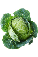 Fototapeta premium A fresh green head of raw cabbage with outer leaves spread wide, isolated on a pure transparent background for food design.
