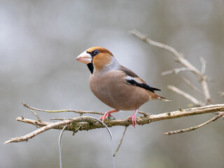 Kernbeißer (Coccothraustes coccothraustes)