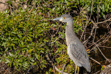 Juvenile Black Crowned Night Heron (Nycticorax nycticorax) in Wakulla River State Park in Florida