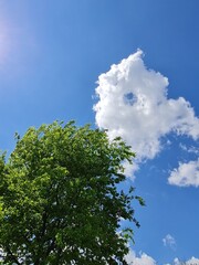 sky and tree