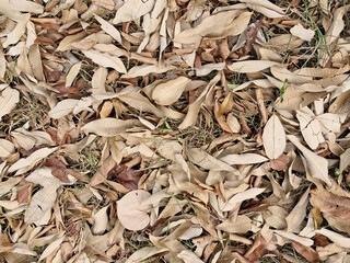 Background of dry grass
