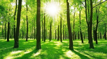 Obraz premium Serene Sunlit Forest - A Peaceful Springtime Escape