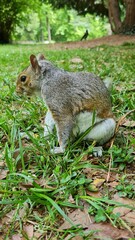 squirrel in the park