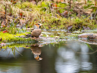 Kernbeißer (Coccothraustes coccothraustes)