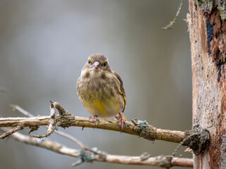 Grünfink (Chloris chloris)          ,                      Grünfink ,Chloris ,chloris,European ,greenfinch,garten,park,friedhof,nett ,süss,,baum,frühling,