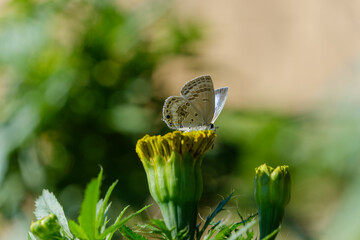 花に止まる蝶と緑の背景