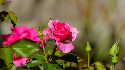 ピンク色のバラとつぼみ