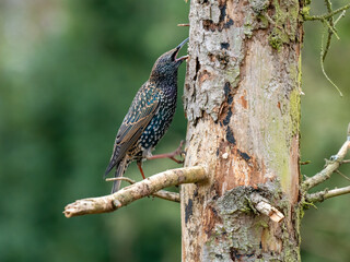 Star (Sturnus vulgaris)           