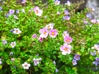decorative flowerbed made of birch stump with a bush of small multicolored flowers