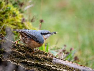 Kleiber (Sitta europaea)