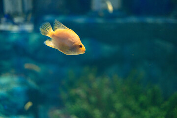 fish, underwater, water, aquarium, sea, animal, ocean, nature, tropical, grouper, reef, marine,...