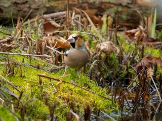 Kernbeißer (Coccothraustes coccothraustes)
