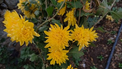 Chrysanthemum, Spoon Mums or chrysanths