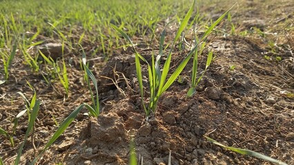 The beautiful Green Wheat crop in a field