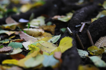 Spent Bullet Shells on Forest Floor Amidst Autumn Leaves