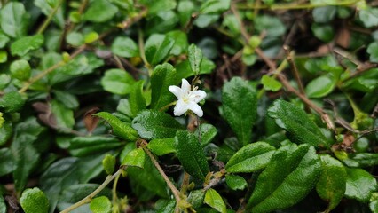 flowers in the forest