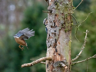 Kleiber (Sitta europaea)