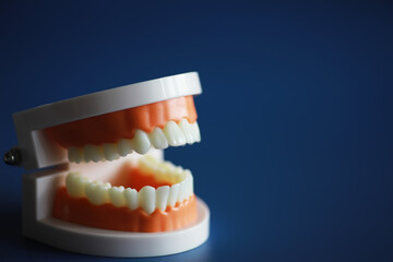 Close-Up of Dental Model on Blue Background Reflecting Oral Health and Dental Care