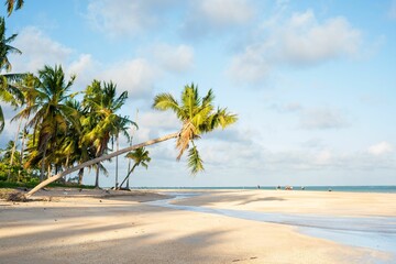 Tropical beach with leaning palm trees.