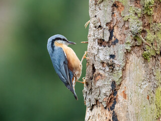 Naklejka premium Kleiber&nbsp;(Sitta europaea)