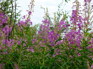 Obraz premium ivan-tea (narrow-leaved cypress, Chamaenerion angustifolium) blooms in summer