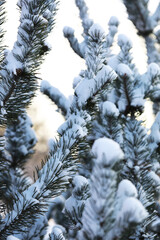 Snow-Covered Pine Trees in Winter Forest