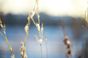Close-Up of Frost-Covered Plants Against Blurred Winter Background at Sunset
