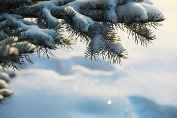 Snow-Covered Pine Branch in Sunlight, Winter Serenity and Natural Beauty in Frozen Landscape