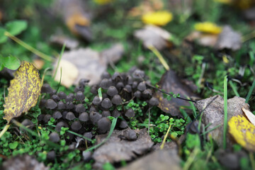 Cluster of Small Mushrooms in Autumn Forest with Fallen Leaves and Green Grass