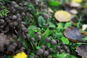 Wild Mushrooms in a Forest Floor Among Fallen Leaves and Green Vegetation