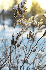 Snow-Covered Branches in Winter Sunrise
