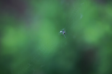 Close-Up of Spider on Web Over Blurred Green Background with Bokeh Effect