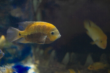 fish, underwater, water, aquarium, sea, animal, ocean, nature, tropical, grouper, reef, marine, coral, wildlife, aquatic, blue, swim, diving, red, life, swimming, fishing, piranha