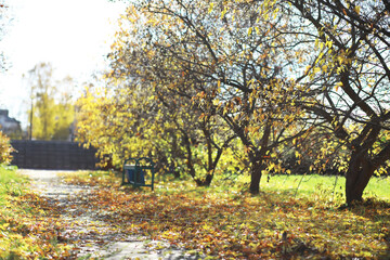 Fototapeta premium Sunny Autumn Day in the Park with Sunlit Path, Trees, and Fallen Leaves