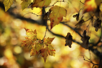 Sunlit Autumn Leaves on Tree Branches with Soft Focus Background