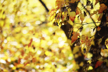 Autumn Leaves on Tree Branches with Golden Sunlight in a Forest